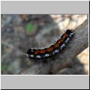 Euproctis similis - Raupe vom Schwan - Traegspinner 01.jpg